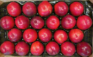 Fiches variétales Pêches Nectarines - Variété Honey Pride, nectarine à chair blanche (plateau)